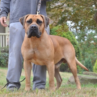samson samson