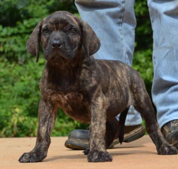 Presa Canario & French Bulldog Puppies and Breeder | Sanders Kennels