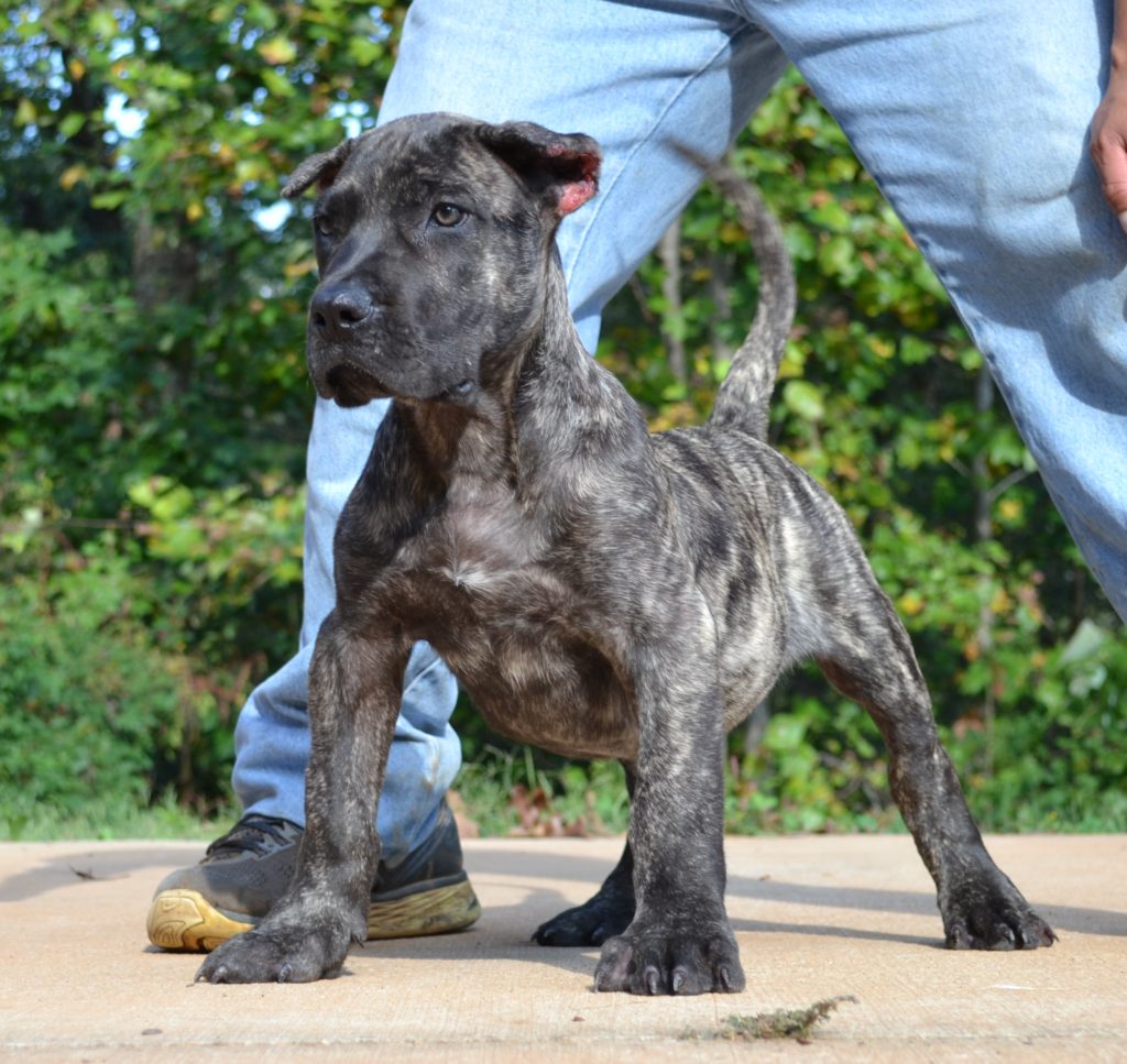 Presa Canario Puppies and Breeder Sanders Kennels