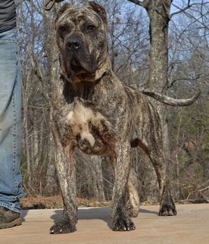 King2 Noah Sanders, Presa Canario, Presa Canario Breeder, Presa Canario Puppy, Presa Canarios Puppies For Sale, Protection Dog Training, Sanders Kennels
