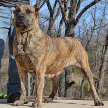 Lexus2 Noah Sanders, Presa Canario, Presa Canario Breeder, Presa Canario Puppy, Presa Canarios Puppies For Sale, Protection Dog Training, Sanders Kennels