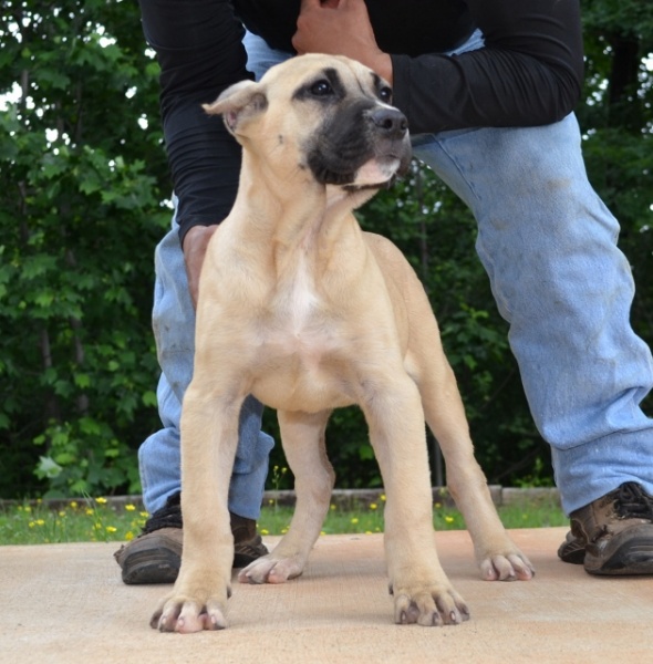 Available Presa Canario Puppies in Dawsonville GA Sanders Kennels