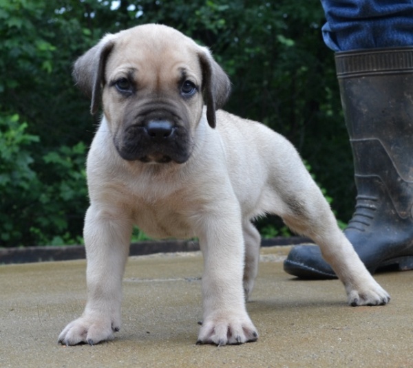 Presa Canario Puppies and Breeder Sanders Kennels