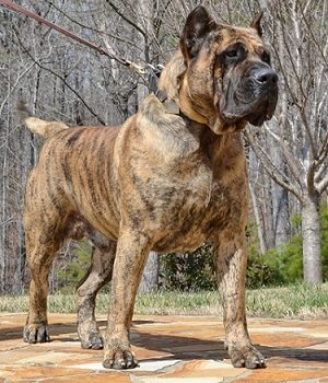 mongo6 Noah Sanders, Presa Canario, Presa Canario Breeder, Presa Canario Puppy, Presa Canarios Puppies For Sale, Protection Dog Training, Sanders Kennels