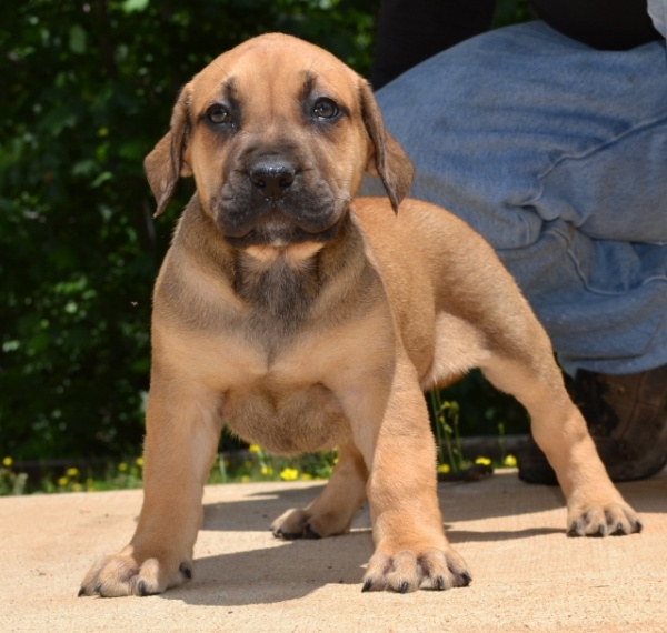 Available Presa Canario Puppies in Dawsonville GA Sanders Kennels