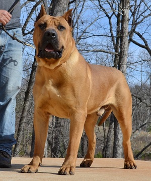 Sancho3 Noah Sanders, Presa Canario, Presa Canario Breeder, Presa Canario Puppy, Presa Canarios Puppies For Sale, Protection Dog Training, Sanders Kennels