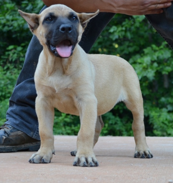 Presa Canario & French Bulldog Puppies and Breeder | Sanders Kennels