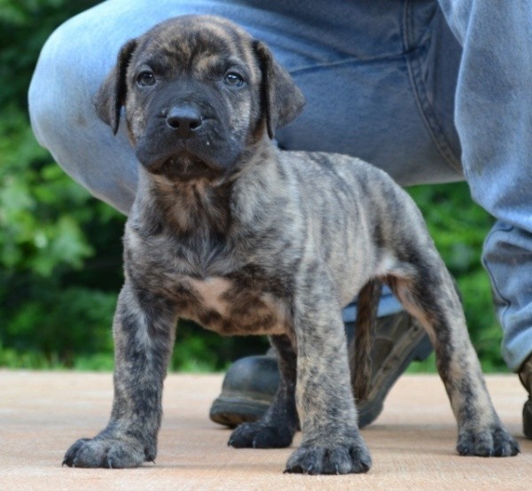 cane da presa puppies for sale