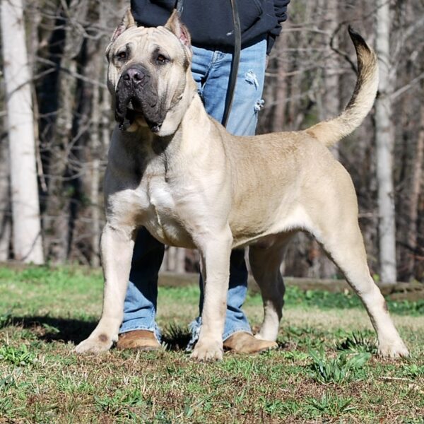 Presa Canario Sires for Breeding in Alpharetta GA | Sanders Kennels