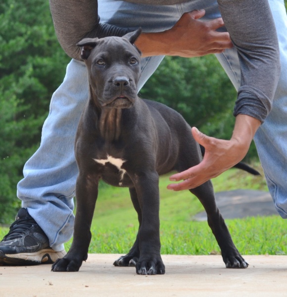 Available Puppies | Sanders Kennels