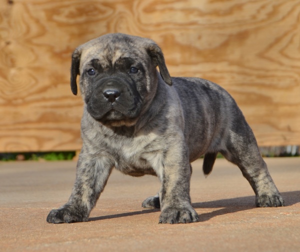 Available Puppies | Sanders Kennels