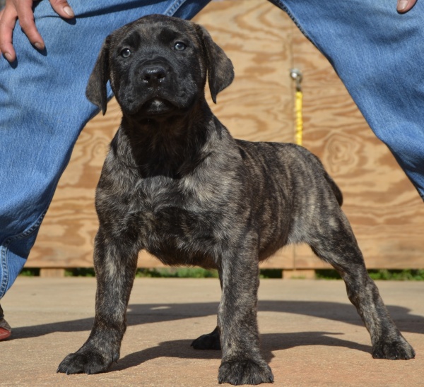 Available Puppies | Sanders Kennels