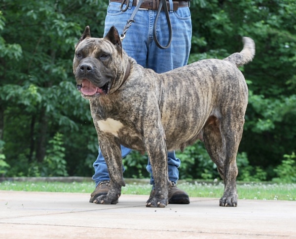 Upcoming Litters - Presa Canario Puppies For Sale | Sanders Kennels