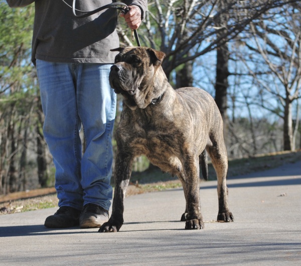 Presa Canario Puppies For Sale In Alpharetta Ga 