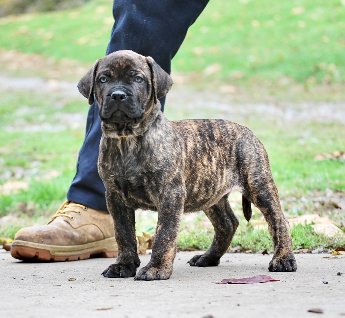 Presa Canario Puppies for Sale in Jupiter, FL | Sanders Kennels