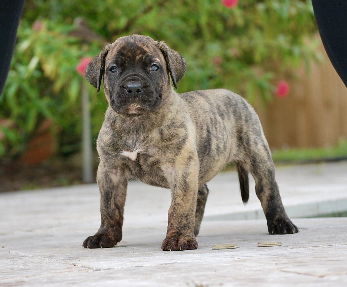 Presa Canario Puppies for Sale in Jupiter, FL | Sanders Kennels