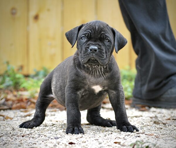 Sanders Kennels