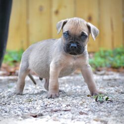 Sanders Kennels