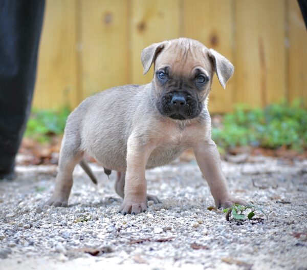 Sanders Kennels